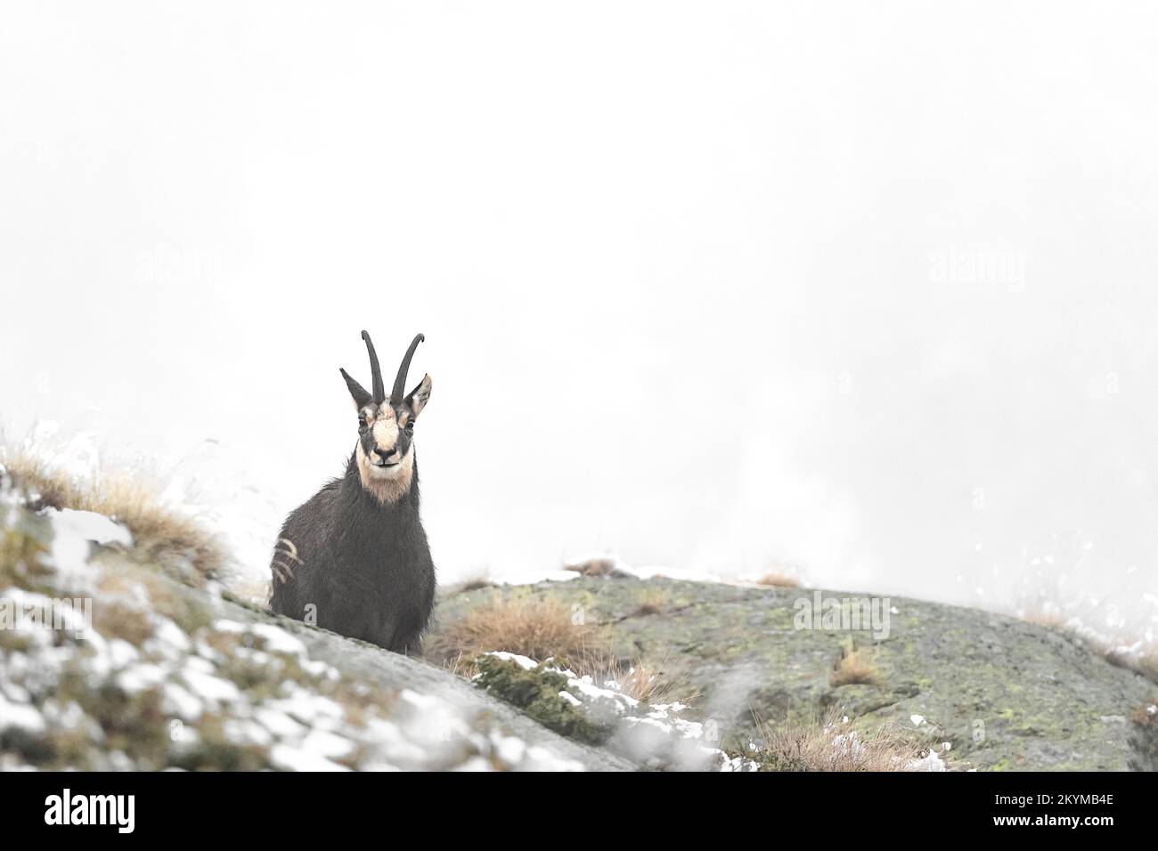 Face to face with Alpine chamois wrapped by fog (Rupicapra rupicapra) Stock Photo