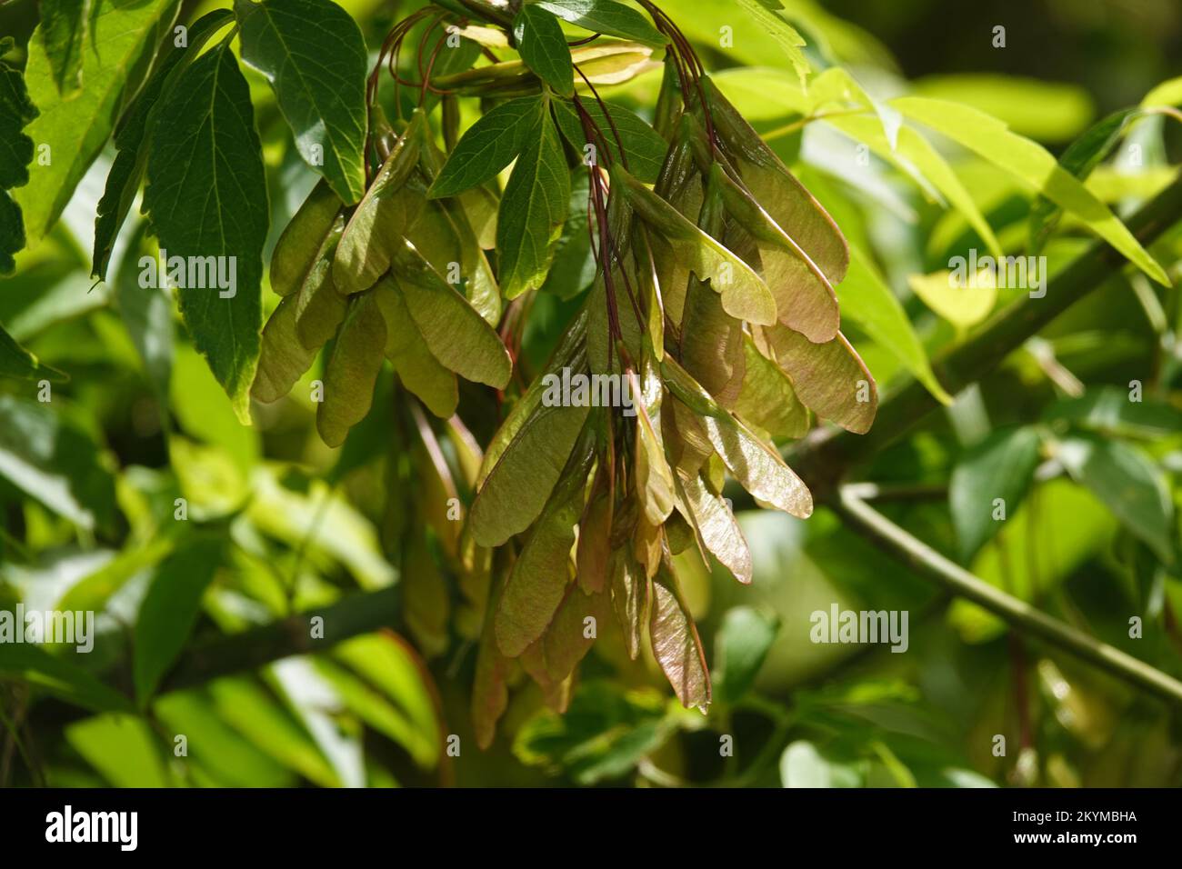 The seeds on tree branches are popularly called helicopters because when they fall, they spin