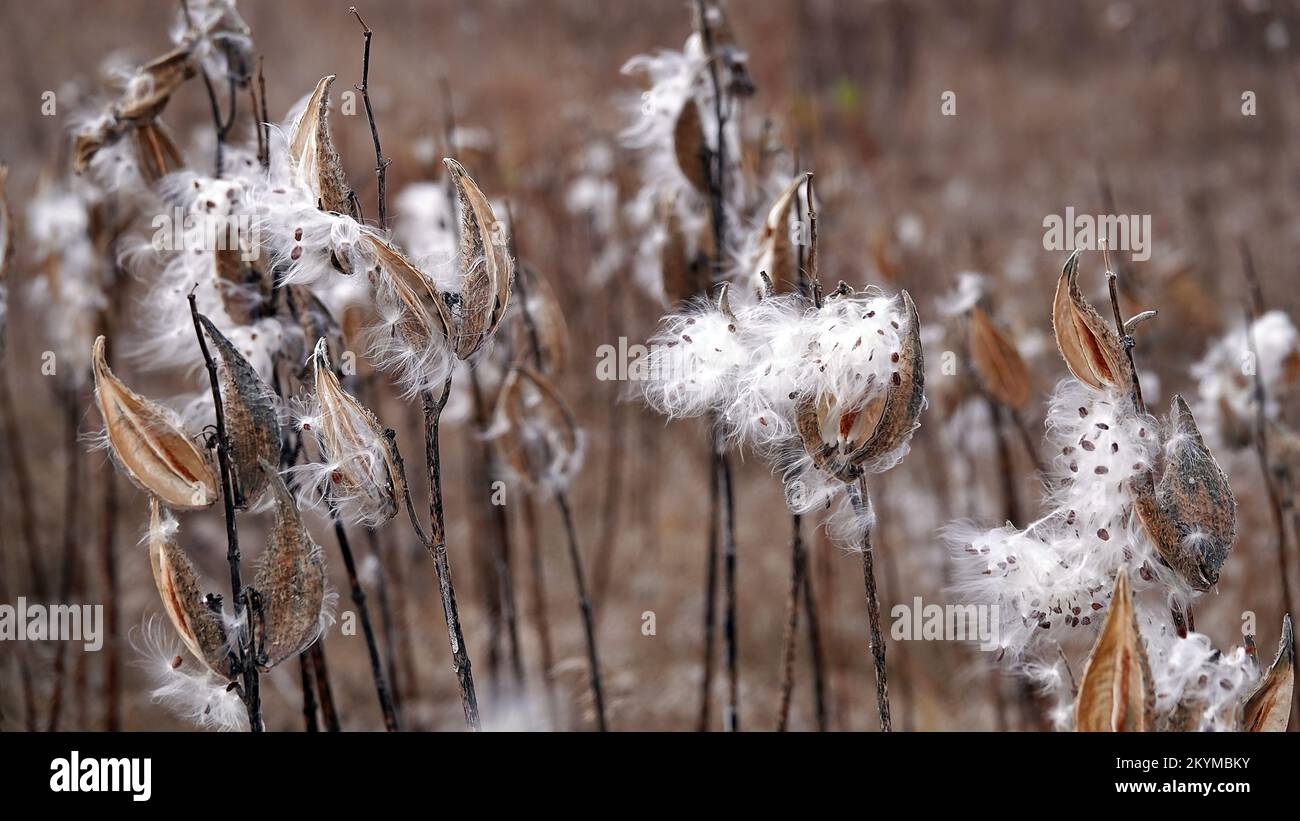 The Syrian milkweed, or Aesculapian grass, or Milky grass, or Swallow