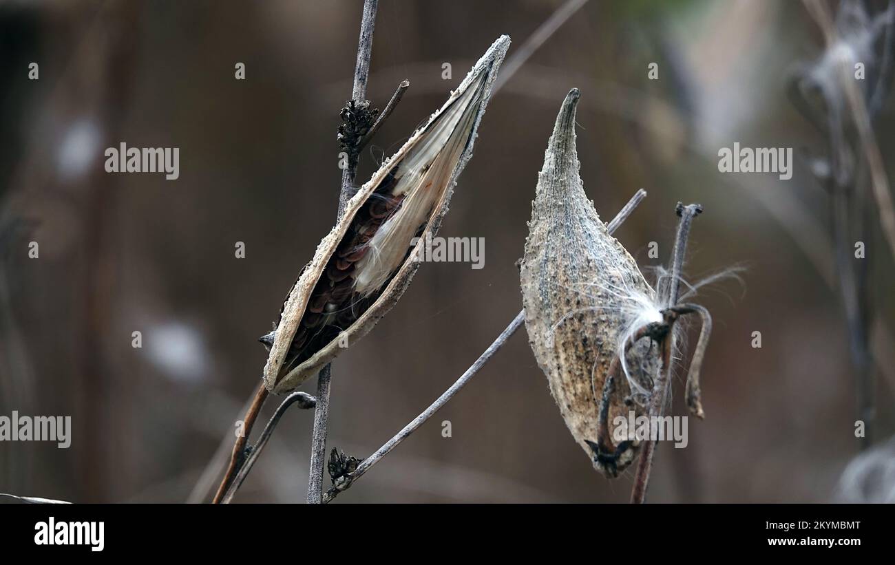 The Syrian milkweed, or Aesculapian grass, or Milky grass, or Swallow