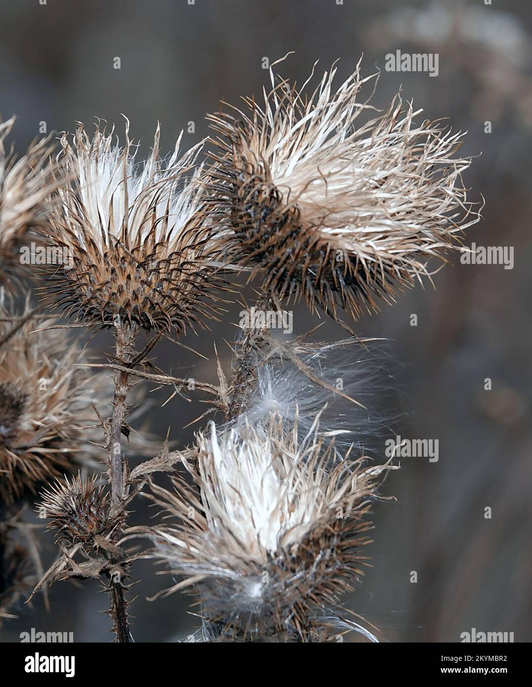 Wild velcro plant in detail Stock Photo - Alamy