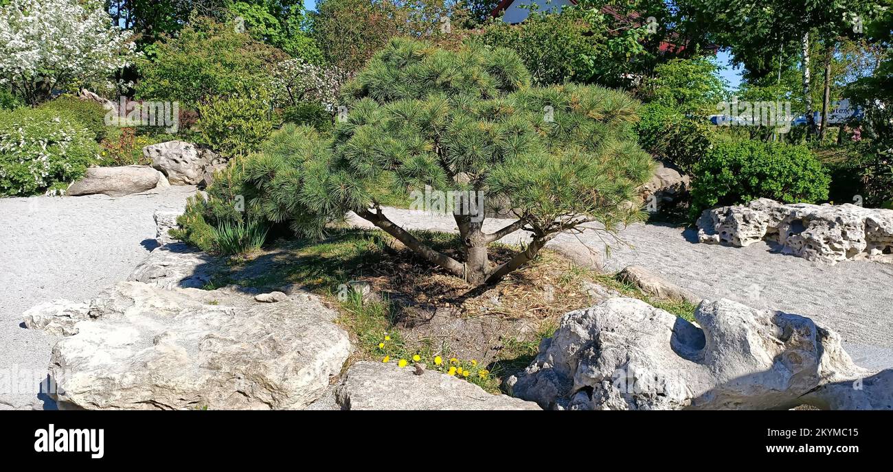 Tree Pine densifolius or densely flowered or Japanese red grows on a rock in Kyota Park Stock Photo