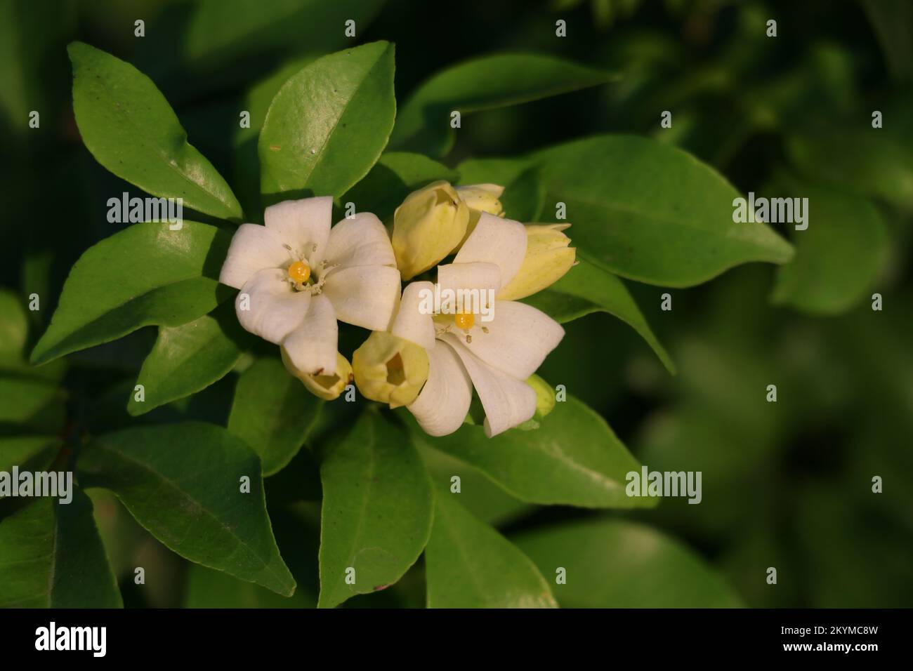 Flower of Orange jasmine (Murraya paniculata Stock Photo Alamy