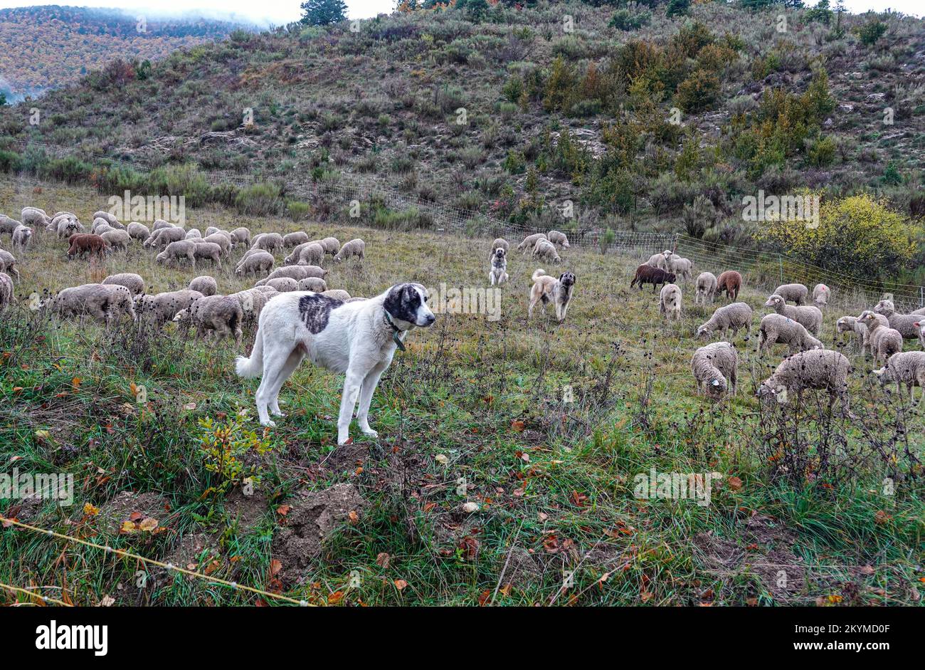 Sheepdogs guarding flock of sheep, Autumn in the Vercors mountains in Central France, Stock Photo