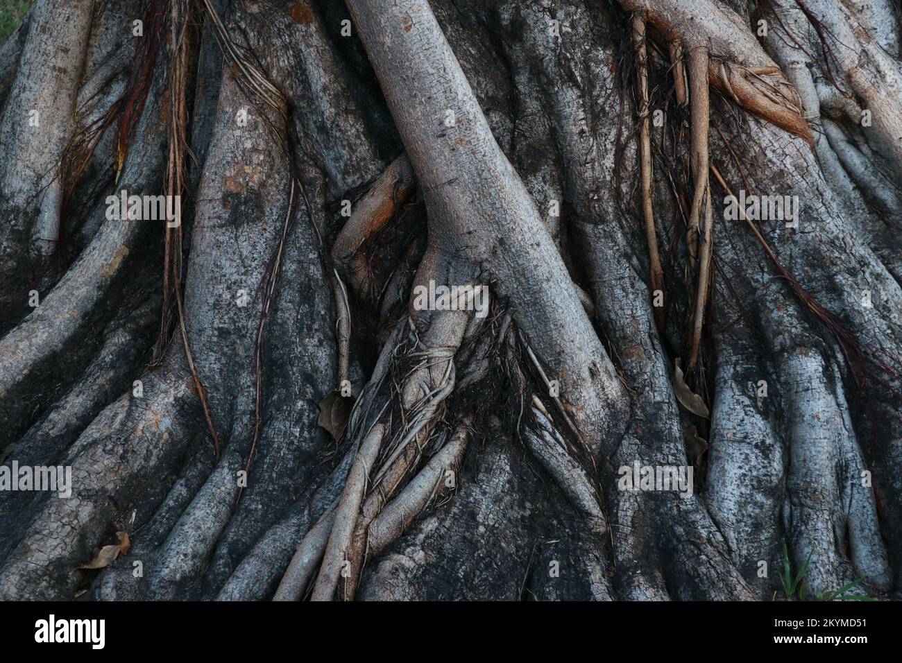 buttress root of big tree background Stock Photo