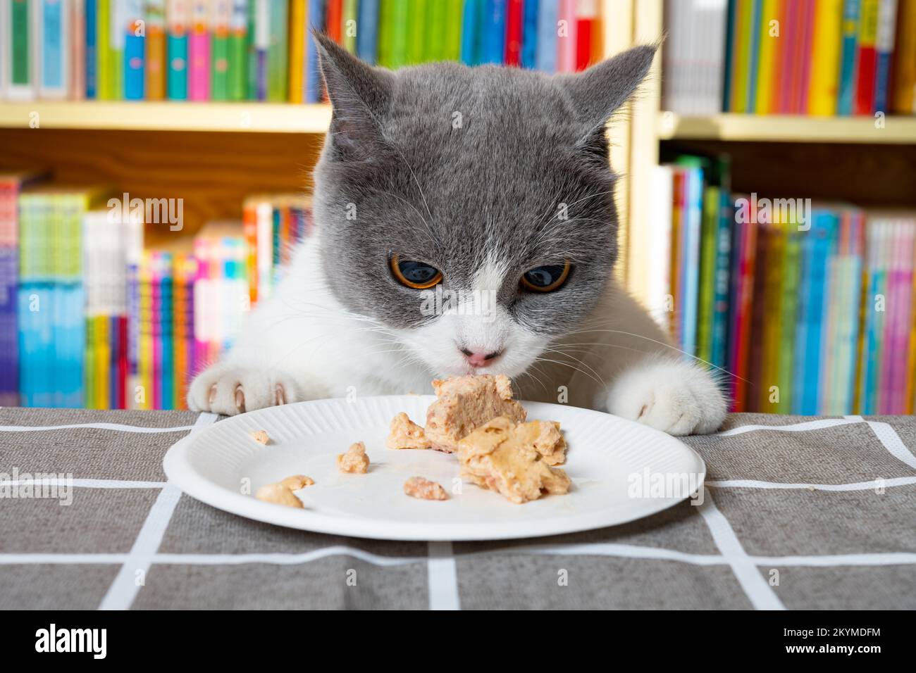 cat smelling dish of canned fish Stock Photo Alamy