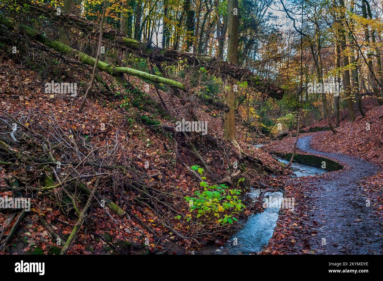 Walled stream leading down into the deep gorge in late afternoon at Bolehill in Cobnar Wood, part of Graves Park, Sheffield. Stock Photo