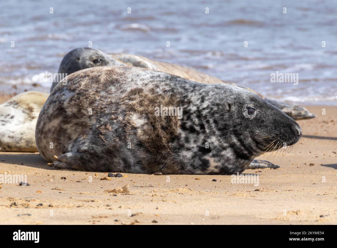 Grey seals on Norfolk beach Stock Photo