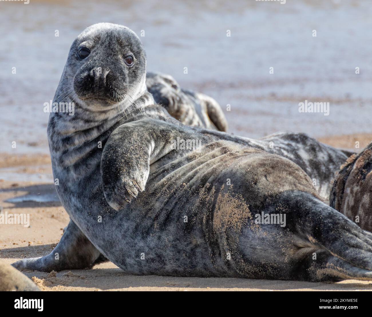 Grey seals on Norfolk beach Stock Photo Alamy
