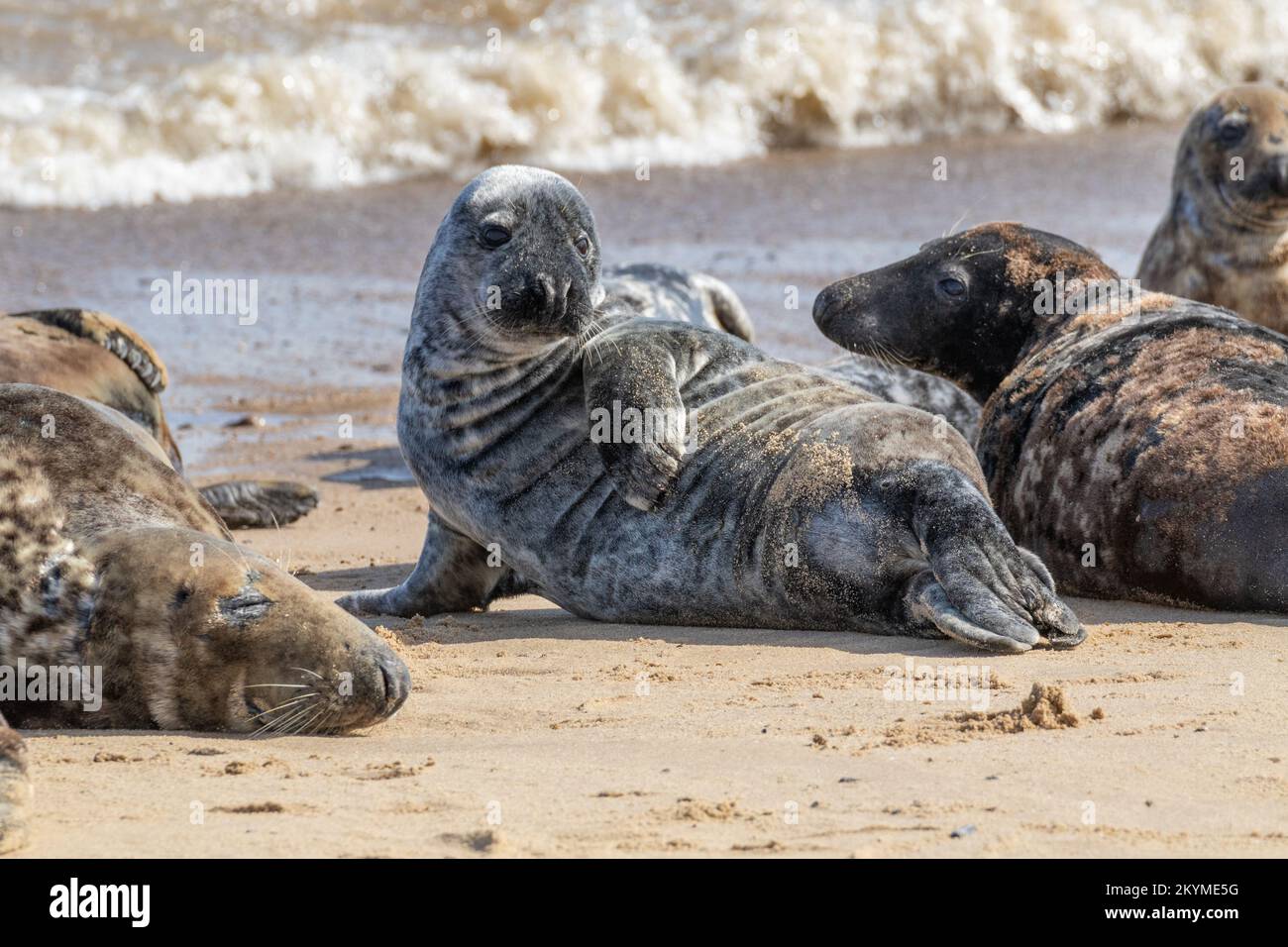 Grey seals on Norfolk beach Stock Photo Alamy