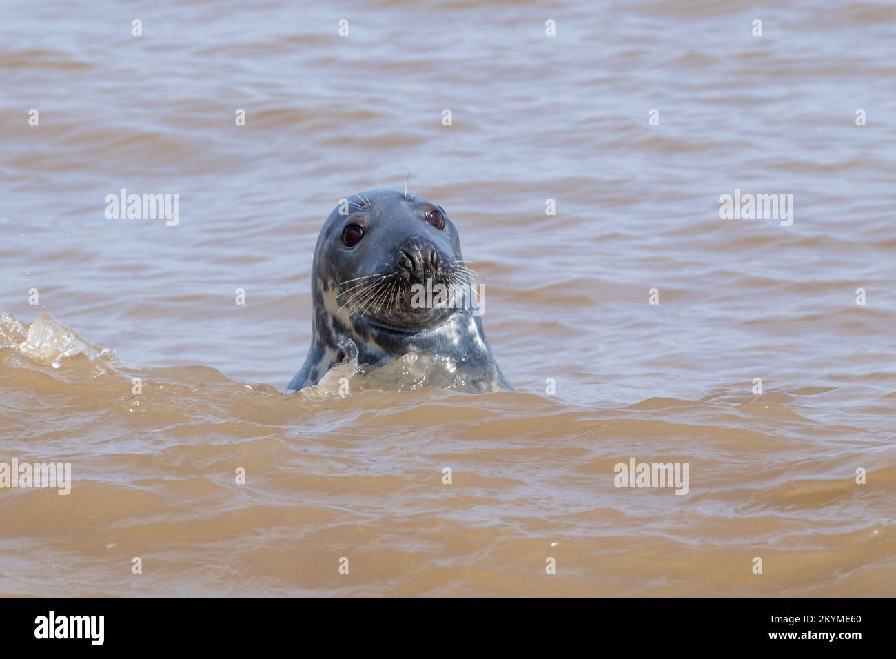 head of grey seal in sea Stock Photo