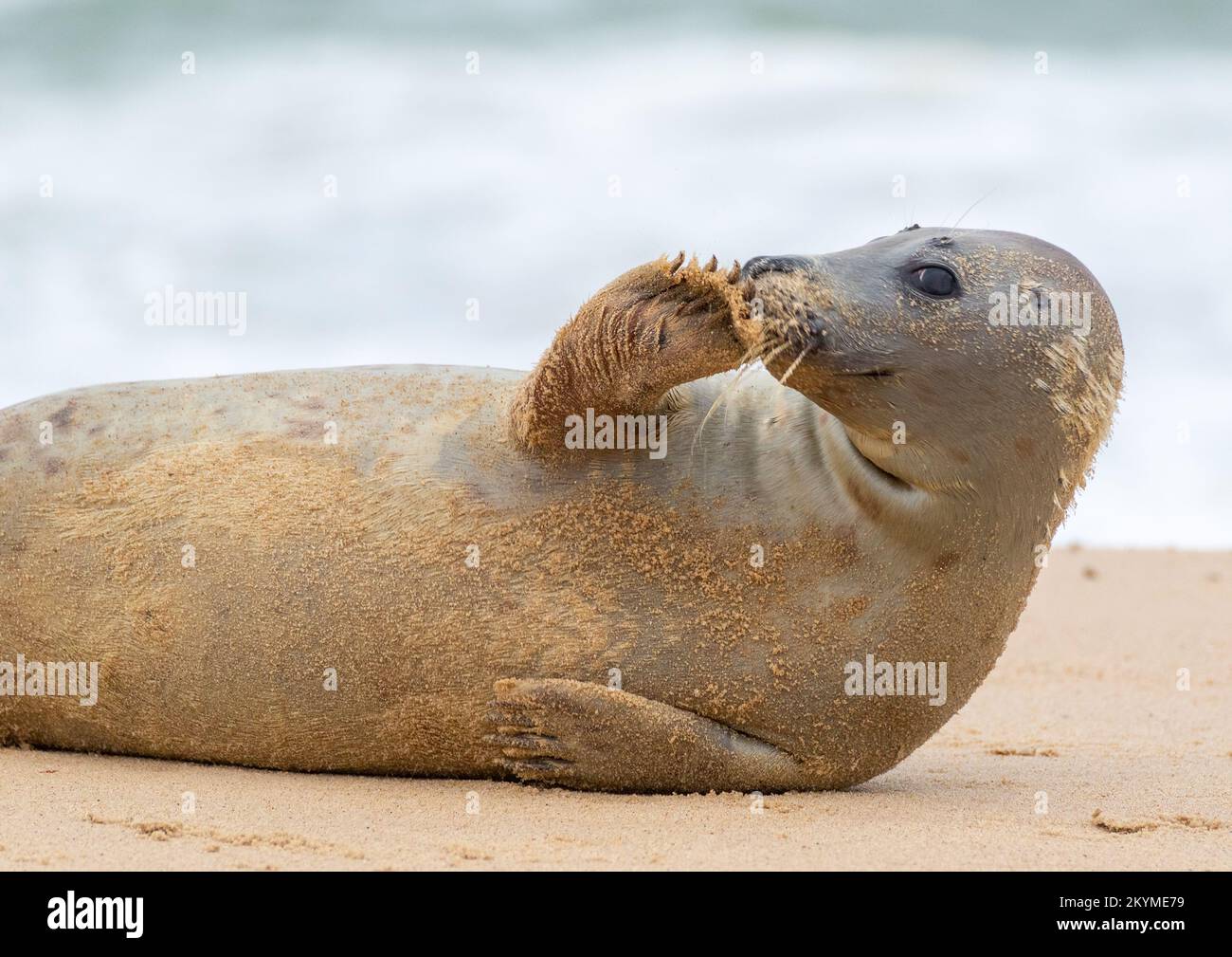 mischievous looking young grey seal Stock Photo