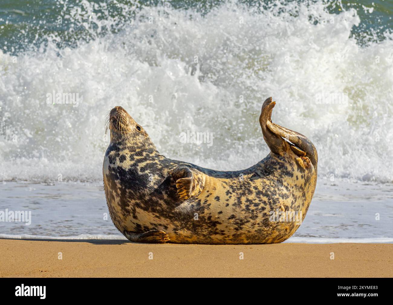 Golden brown coloured grey seal arching back on beach Stock Photo