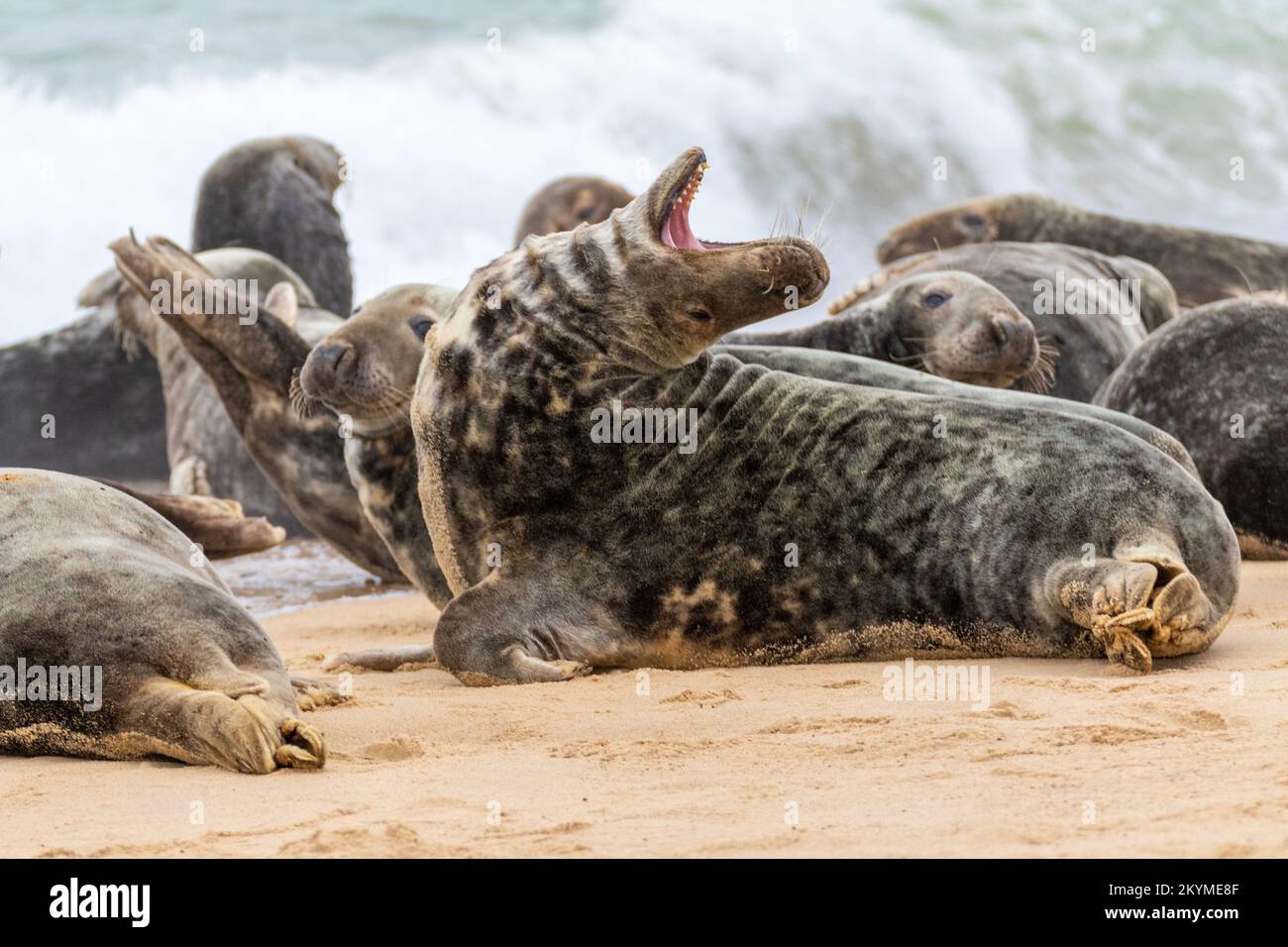 Throwing head back hires stock photography and images Alamy