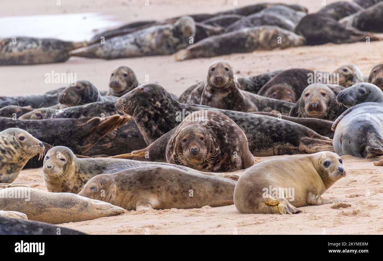 A herd of grey seals resting on beach Stock Photo