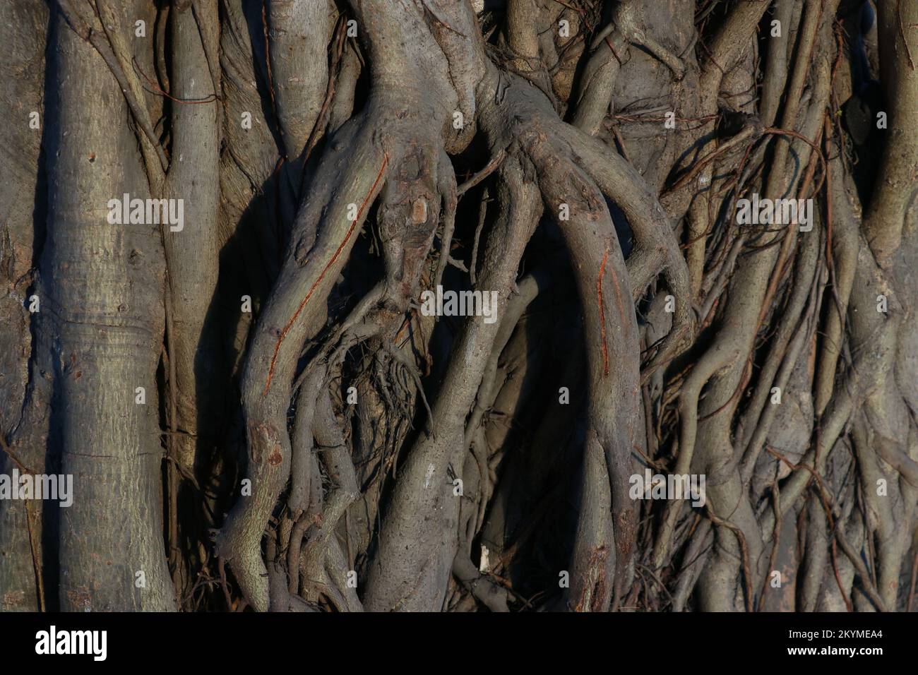 root of ficus tree on a old wall Stock Photo Alamy