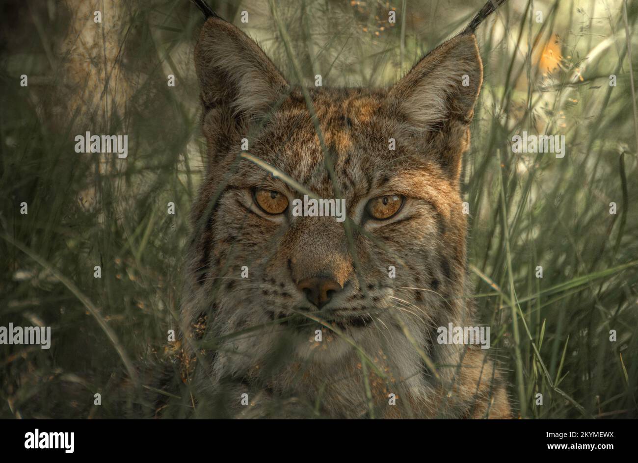 Closeup of a lynx resting in the tall grass. Stock Photo