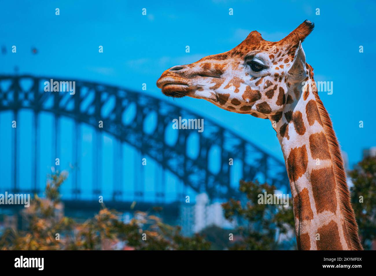 A giraffe with a view. Sydney, Australia: THESE STUNNING images show