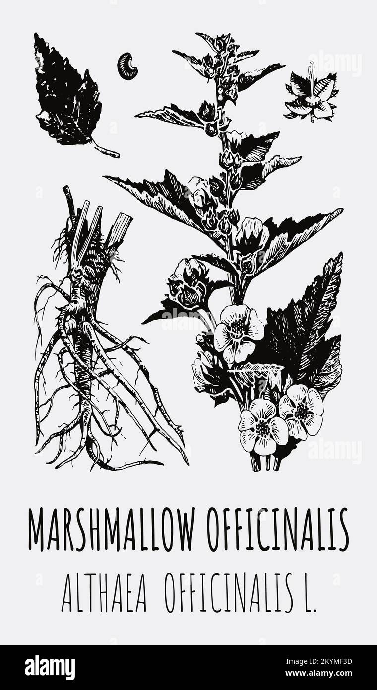 Vector drawings of Althea. Hand drawn illustration. Latin name Althaea officinalis L. Stock Photo