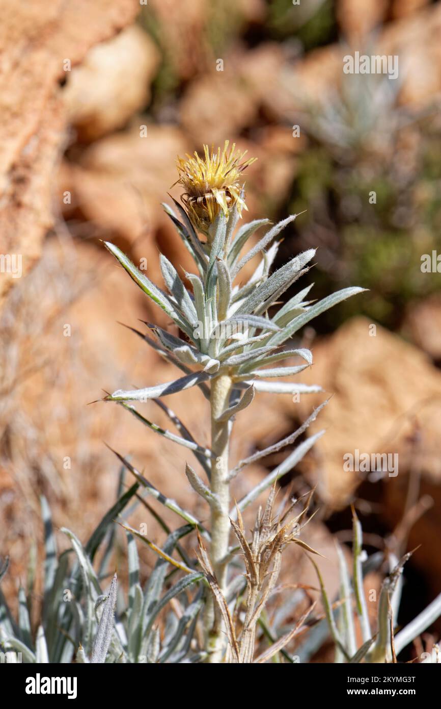 Carline thistle / Malpica de Cumbre (Carlina xeranthemoides), a Tenerife endemic plant of dry locations, flowering on a rocky mountain slope at 2100m, Stock Photo