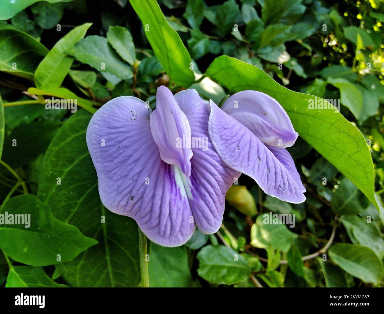 purple flower of butterfly pea Stock Photo