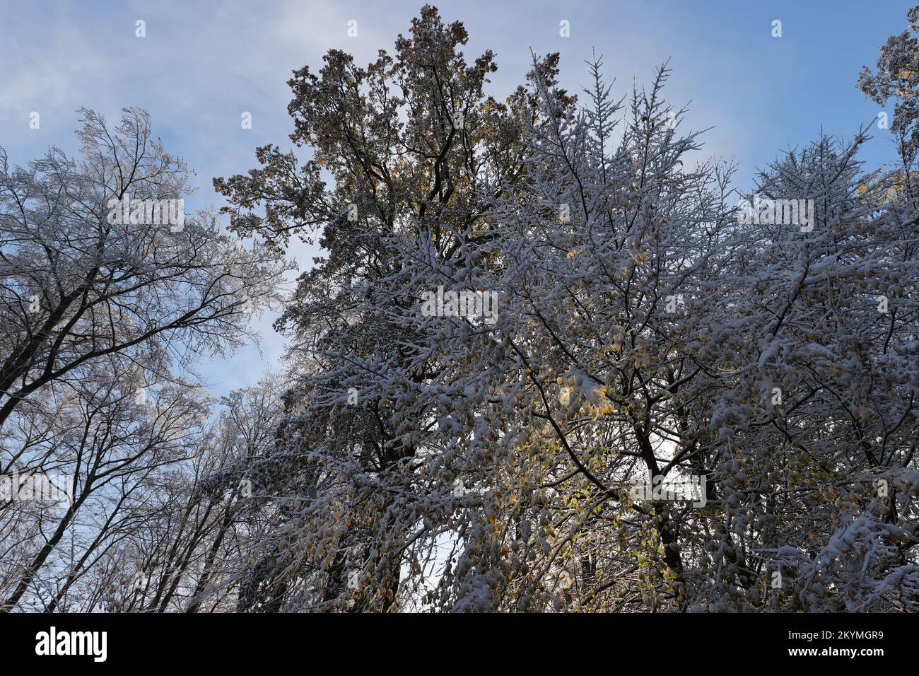 beautiful view of wintry treetops against a blue cloudy sky Stock Photo