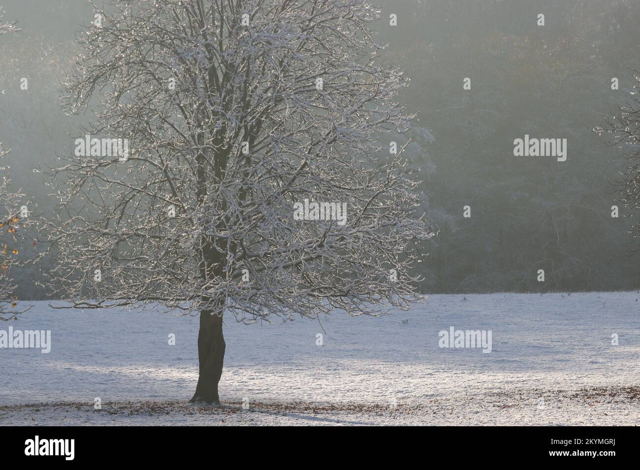 Winter scene, hoarfrost-covered tree on a frosty white meadow against a dark hazy background, copy space Stock Photo