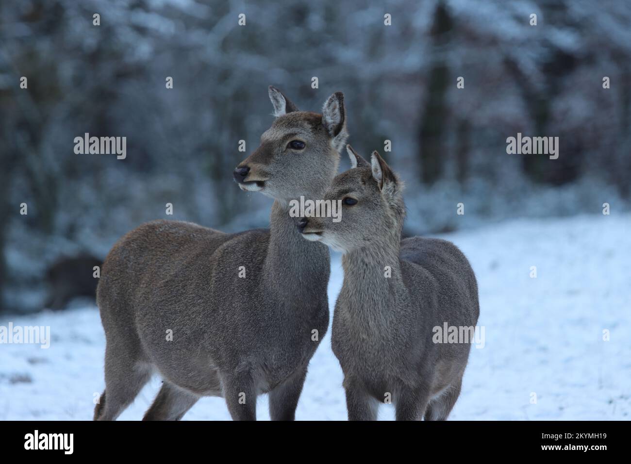 Photo of two cute roe deer standing close together in a wintry wildlife park looking in the same direction Stock Photo