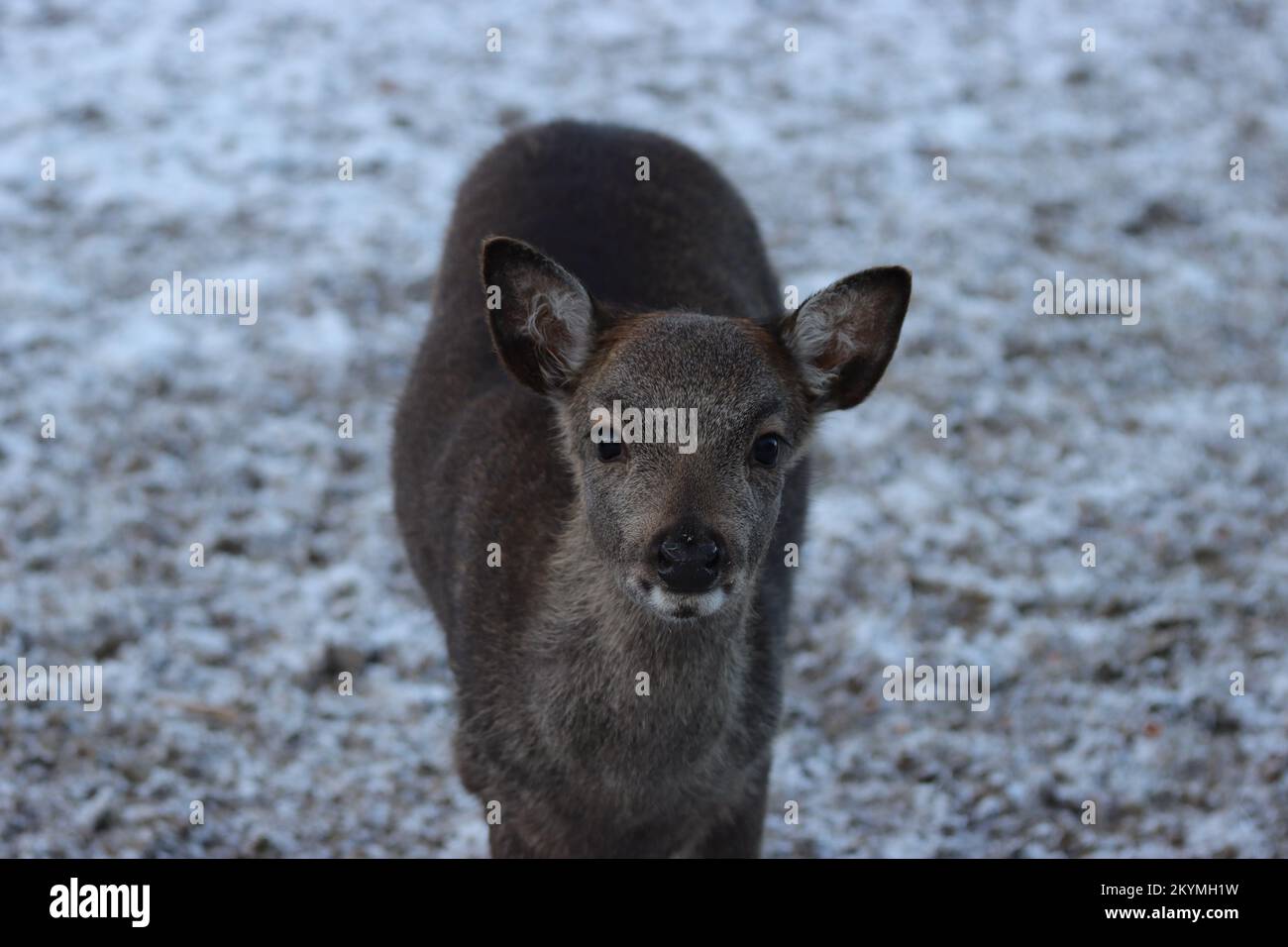 A pretty little deer looks at my camera with interest, wintry background Stock Photo