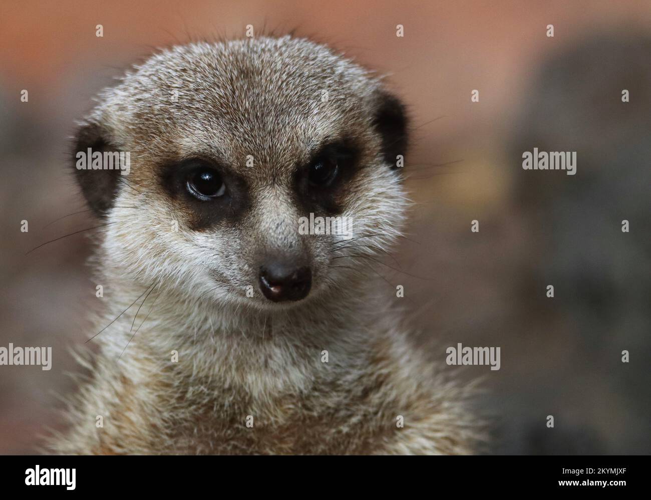 Animal, meerkat Stock Photo