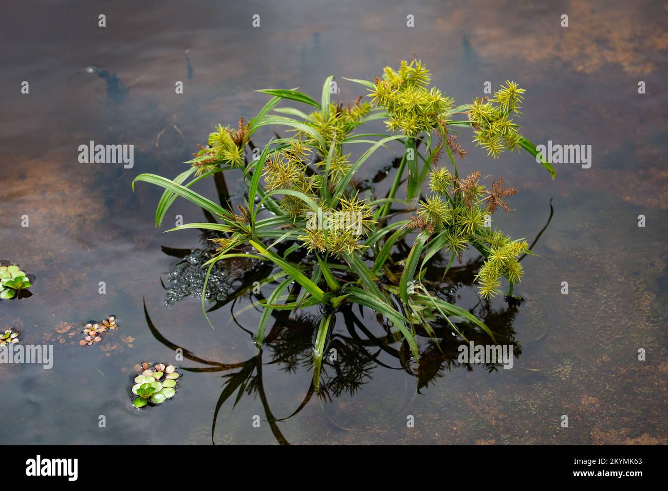 Beautiful green aquatic plants in the swamp in Cahuita National Park on the coast. Stock Photo