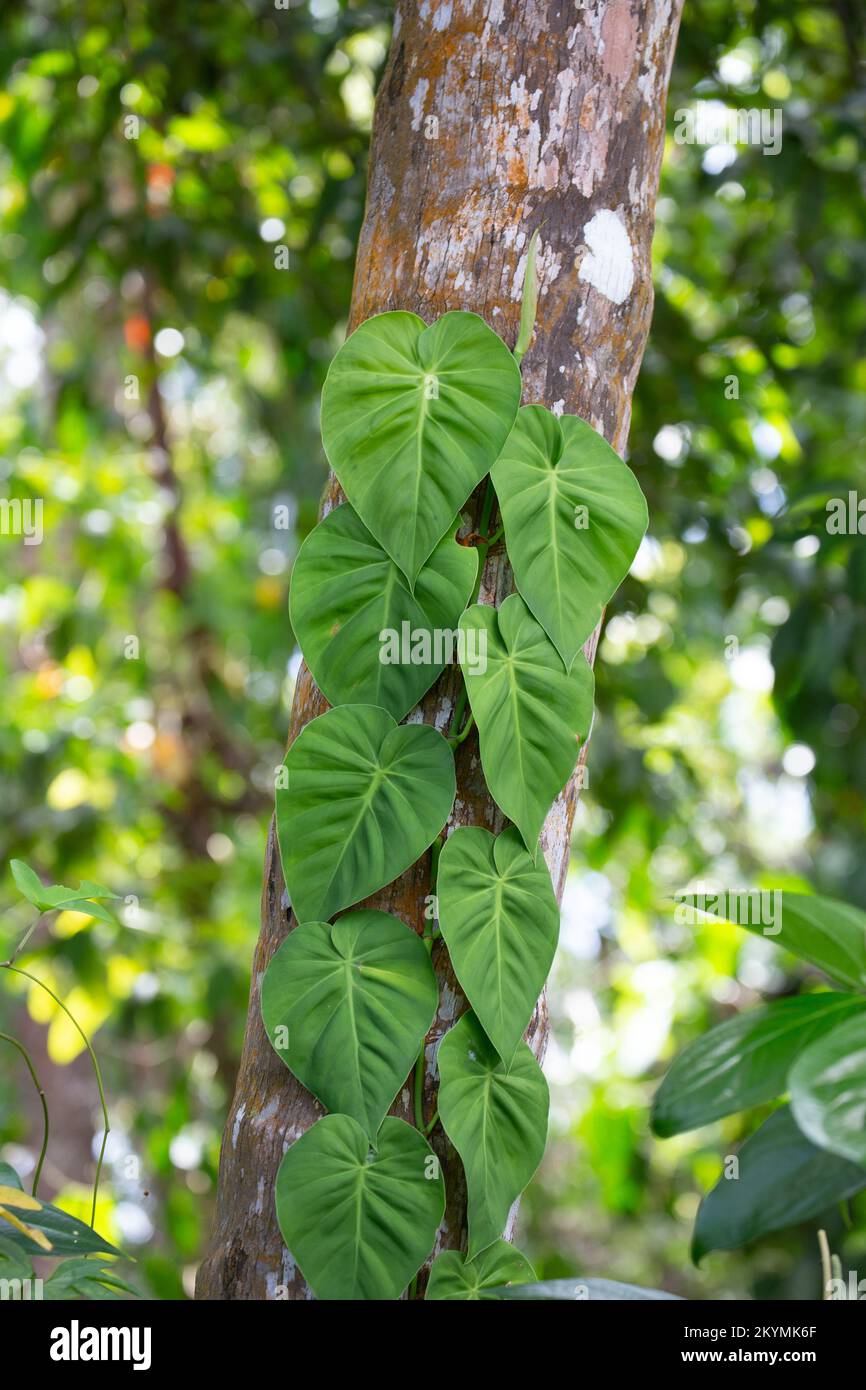 A small green plant grows up on a tree lying in Cahuita National Park Costa Rica. Stock Photo