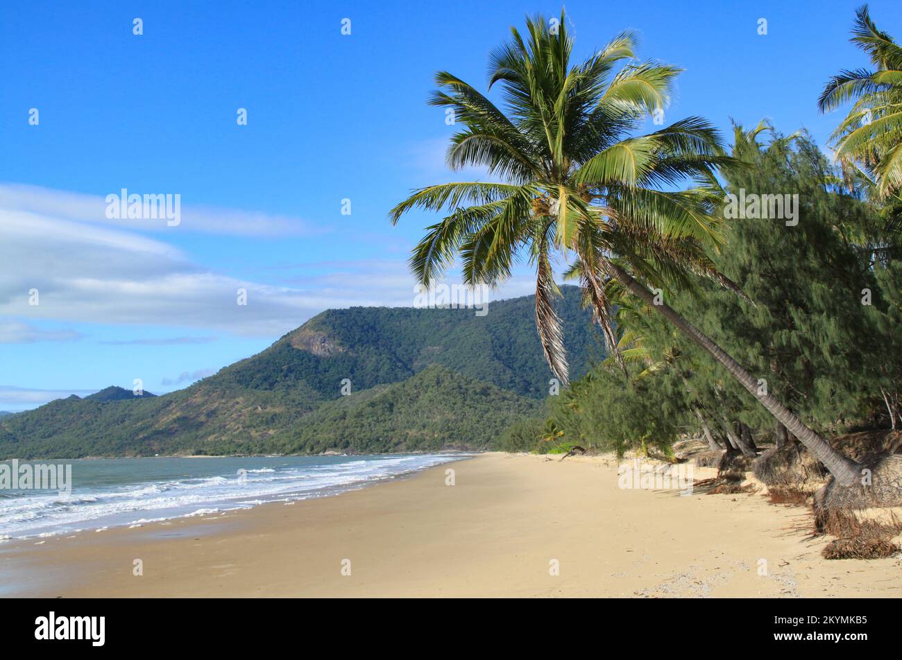 Picturesque tropical untouched sandy beach with palm trees leaning toward the sea. Daintree