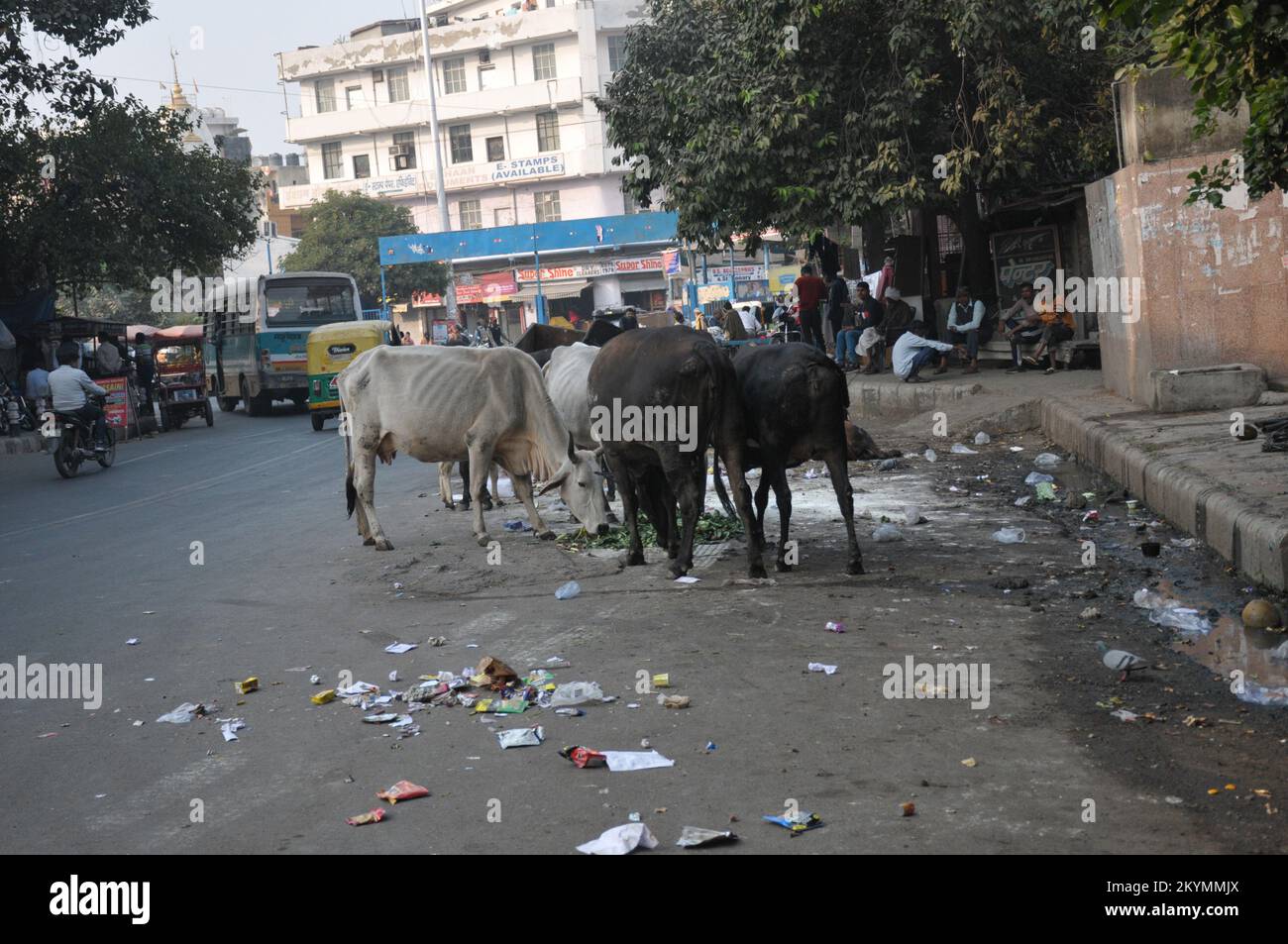 December 1, 2022, Delhi, Delhi, India: open garbage and  cows on road in slum area. (Credit Image: © Ravi Batra/ZUMA Press Wire) Stock Photo