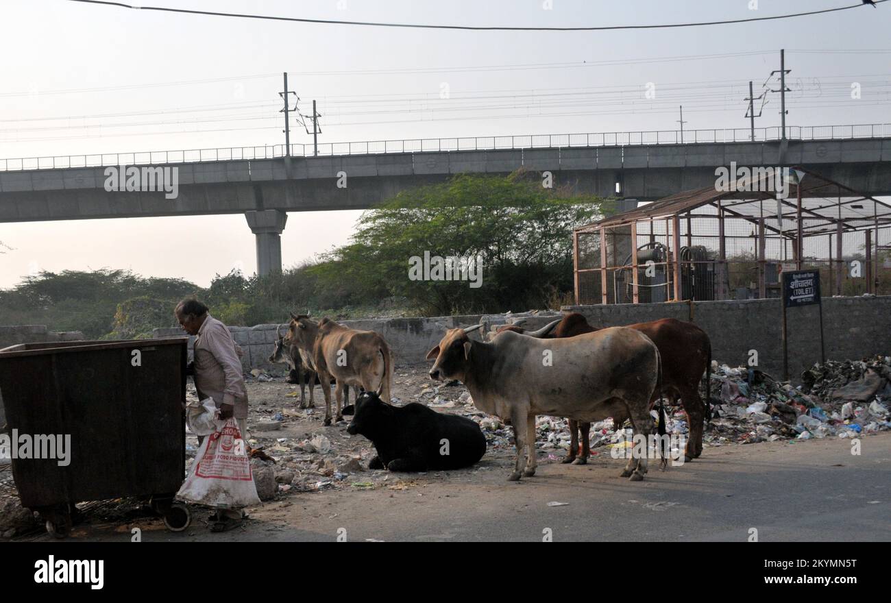 Delhi, Delhi, India. 1st Dec, 2022. open garbage and cows on road in slum area. (Credit Image: © Ravi Batra/ZUMA Press Wire) Stock Photo