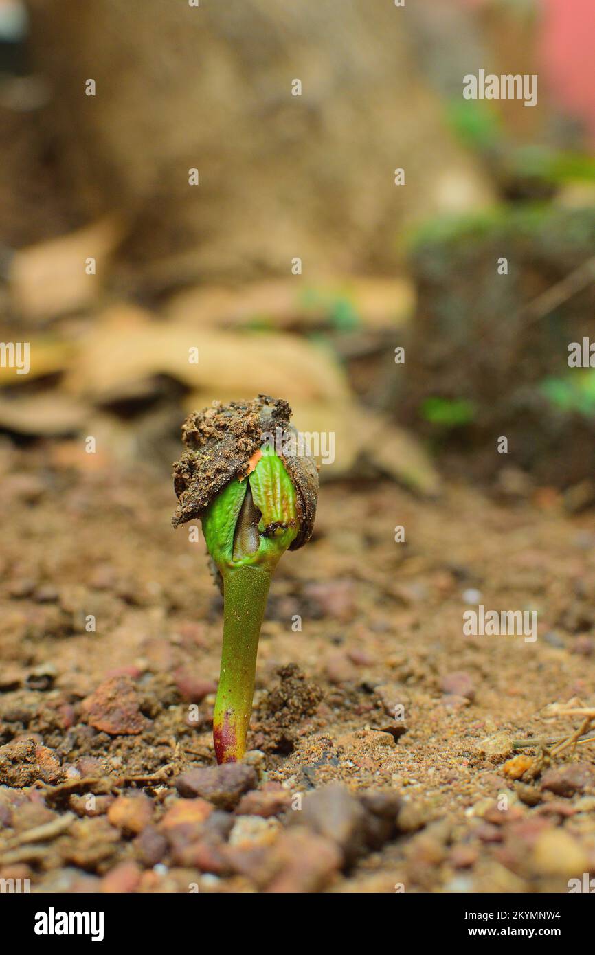 A seed turning into plant, birth of a tree from seed,how seed become plant Stock Photo