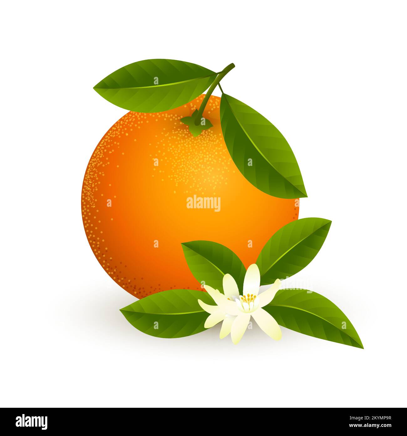 Flowering orange fruit isolated Stock Vector