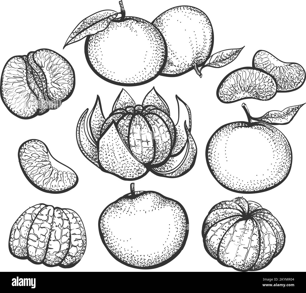 Hand drawn clementines Stock Vector