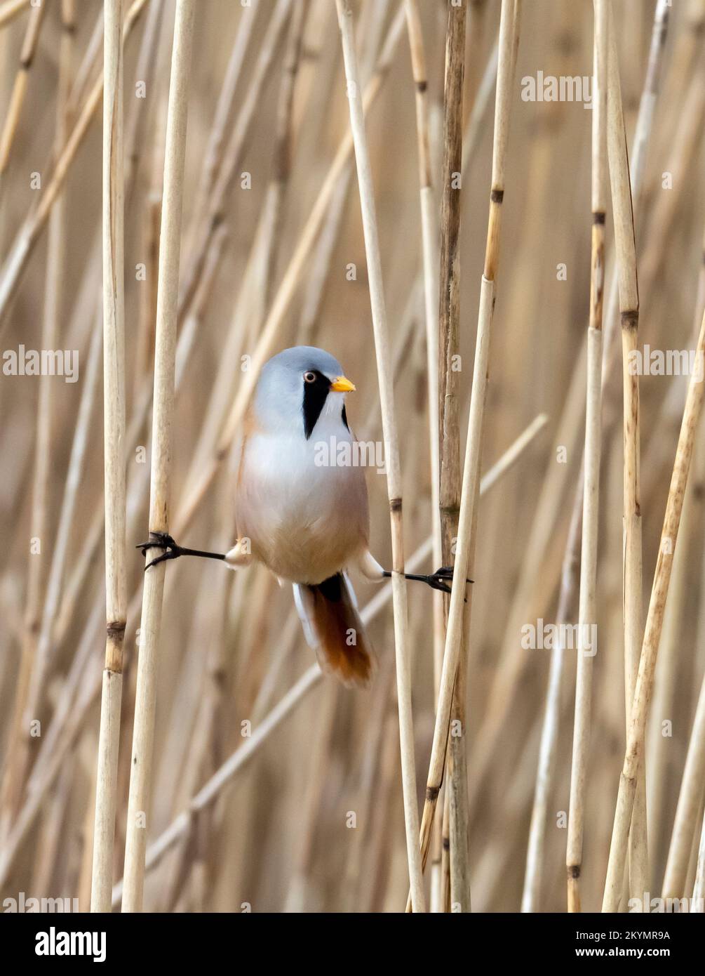 A male Bearded Reedling, Panurus biarmicus doing the splits in a reed