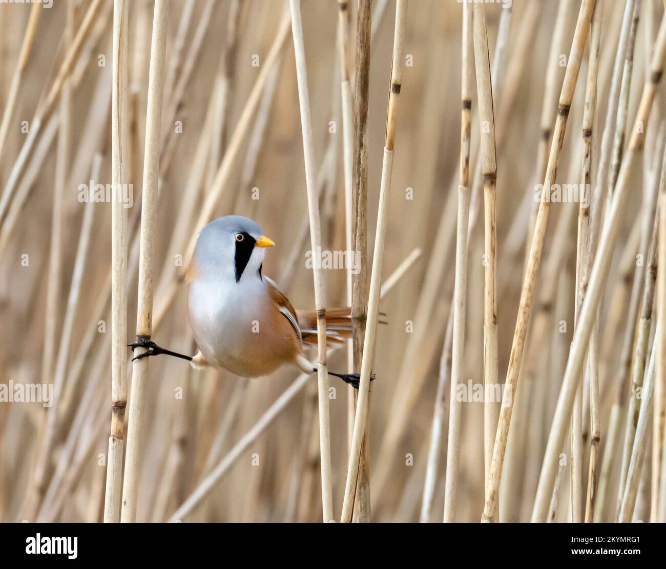 A male Bearded Reedling, Panurus biarmicus doing the splits in a reed