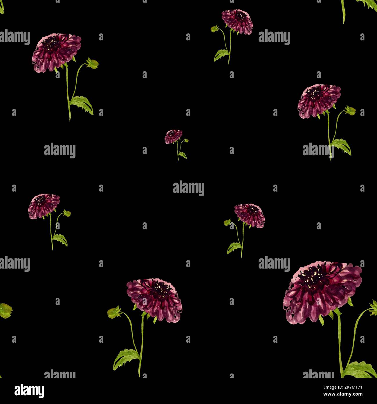 Dahlia red seamless black pattern a watercolor  Stock Photo
