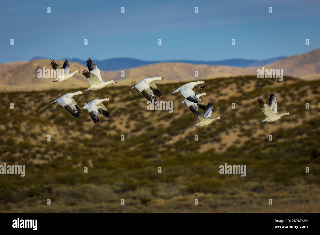Geese Flying in Formation with Mountain Background Stock Photo - Alamy