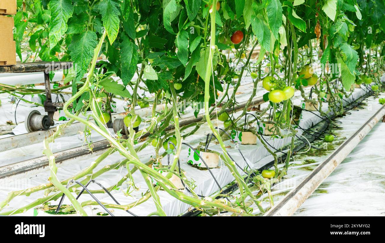 Drip irrigation in hydroponics. The use of hydroponics technology in agricultural greenhouses
