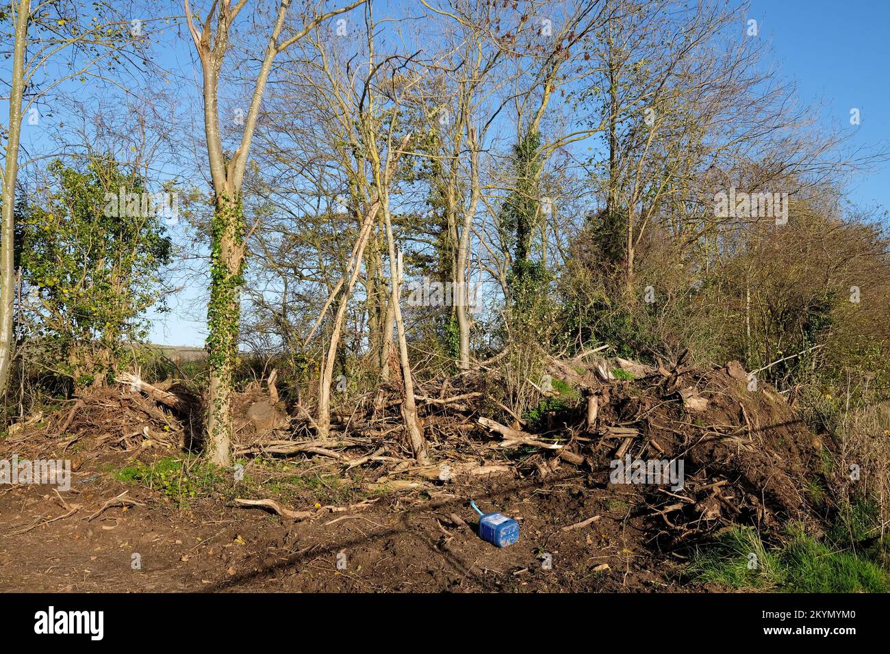trees that have been cut down on a building site Stock Photo Alamy