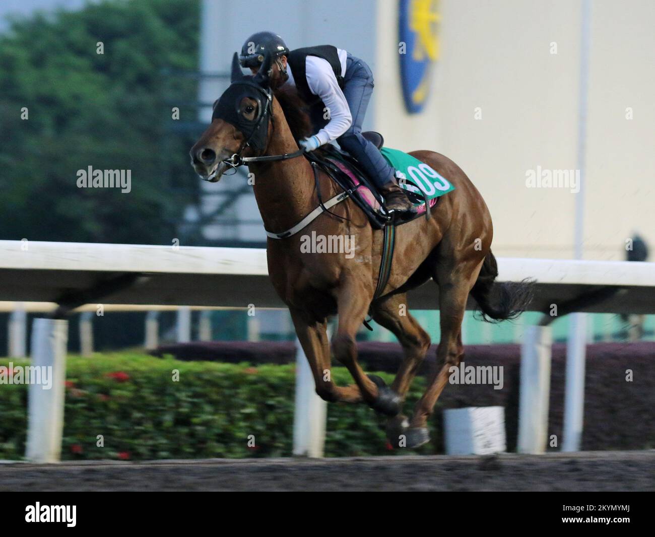 DINKUM ridden by Jerry Chau Chun-lok galloping on the all weather track at  Sha Tin. 28NOV22 SCMP / Kenneth Chan Stock Photo - Alamy
