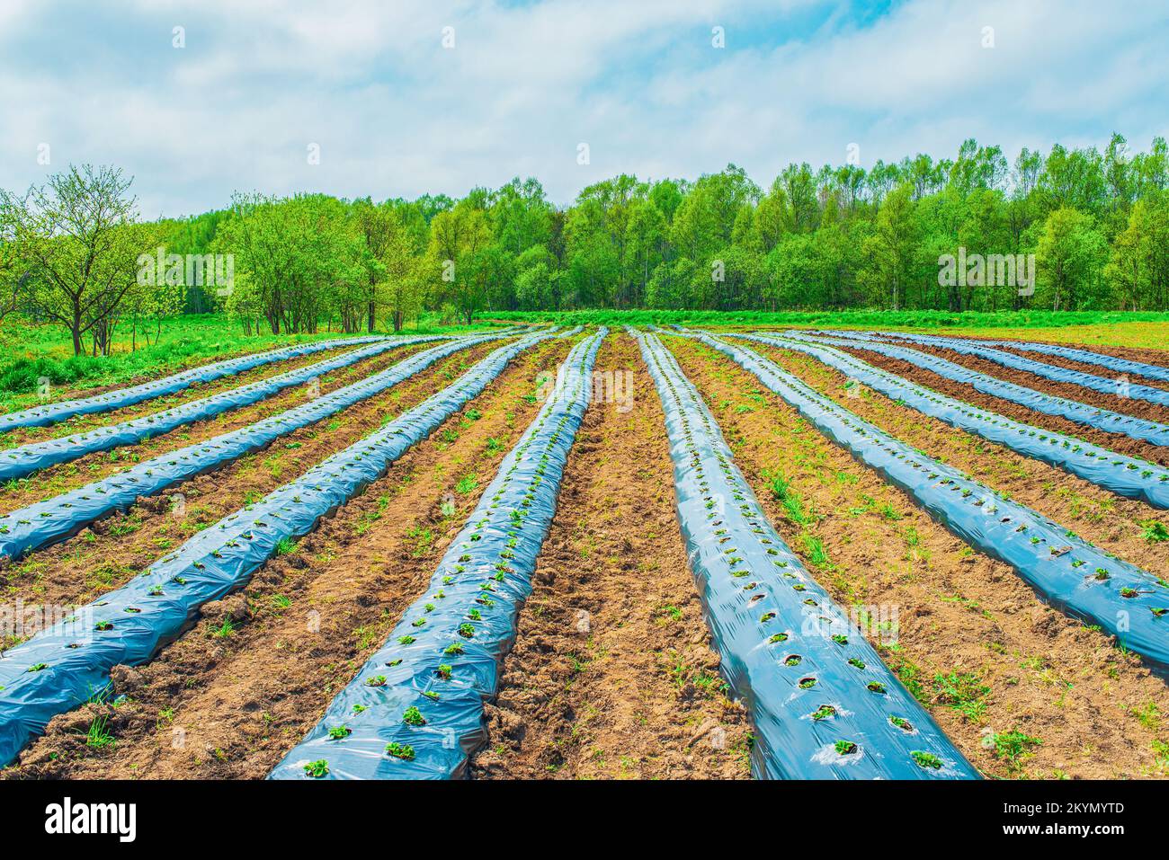 Rows of strawbery on ground covered by plastic mulch film in agriculture organic farming. Cultivation of berries and vegetables using mulching method Stock Photo