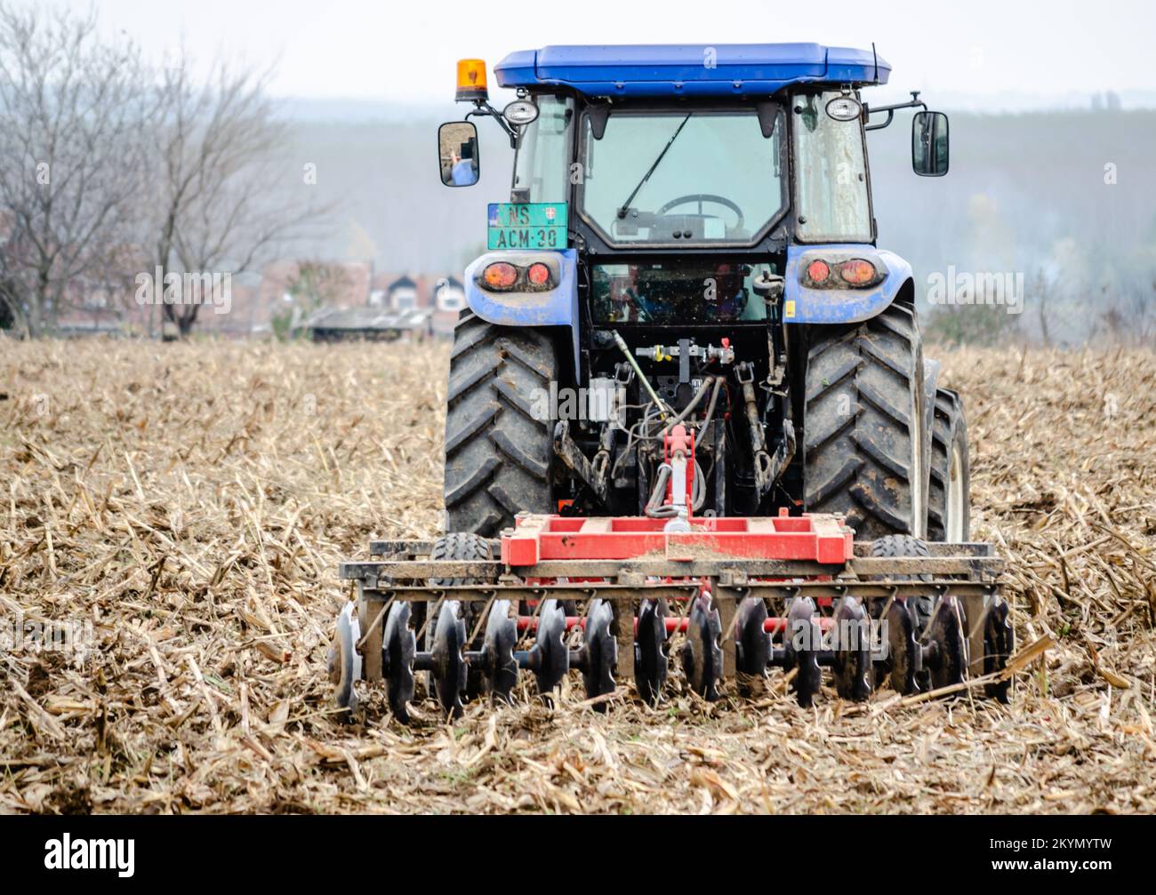 A large blue tractor prepared for plowing the field and removing the remains of previously cut corn. Stock Photo