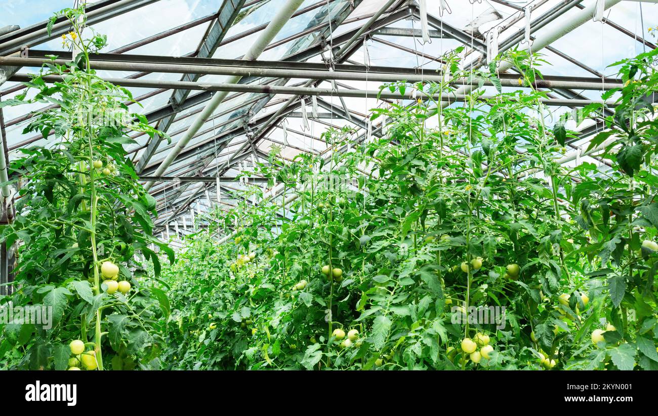 Growing nonGMO vegetables in an agricultural greenhouse. Growing