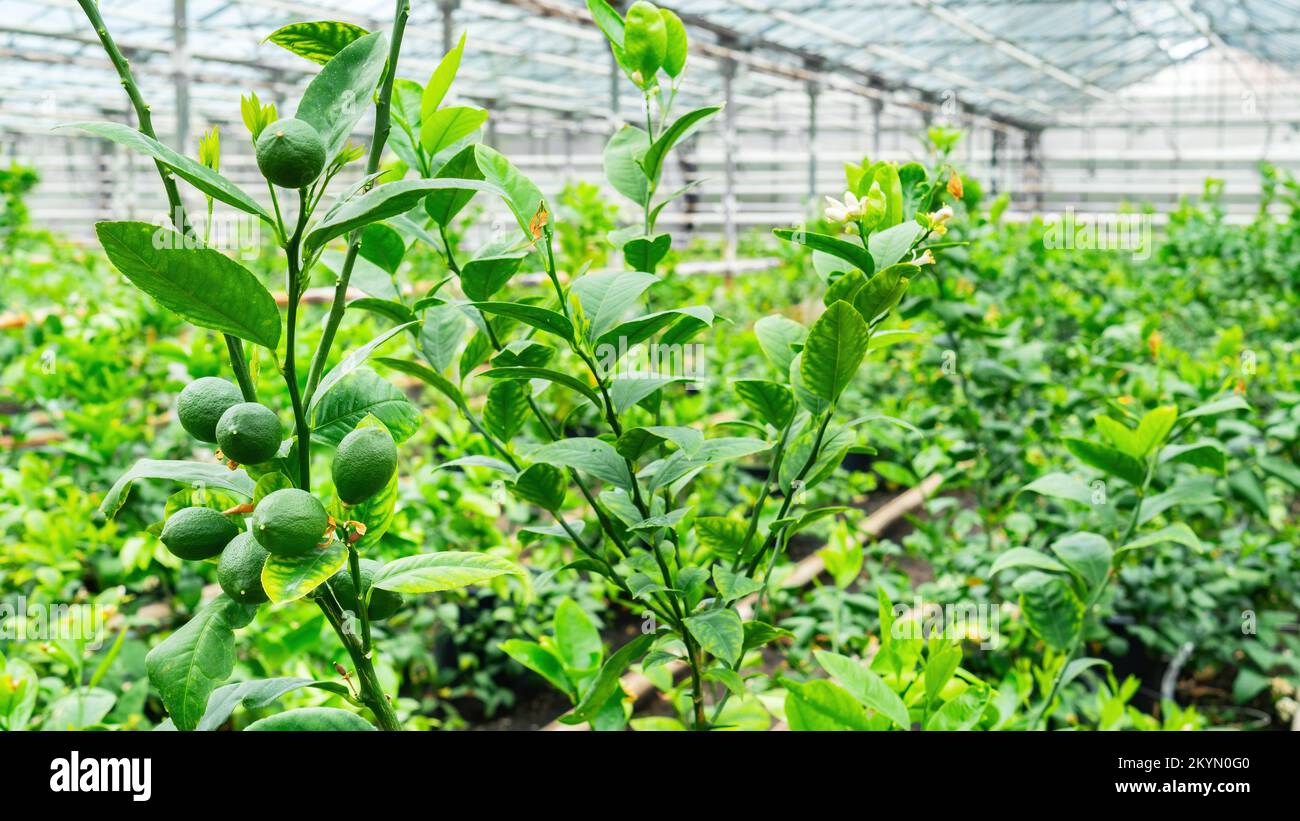 Green fruits of lemons hang on tree branches in a greenhouse. Growing