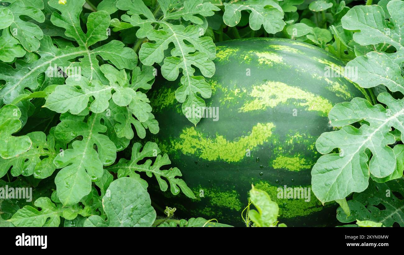 Watermelon lies in the foliage closeup. Growing watermelons in home